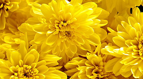 close up of yellow chrysanthemums cluster