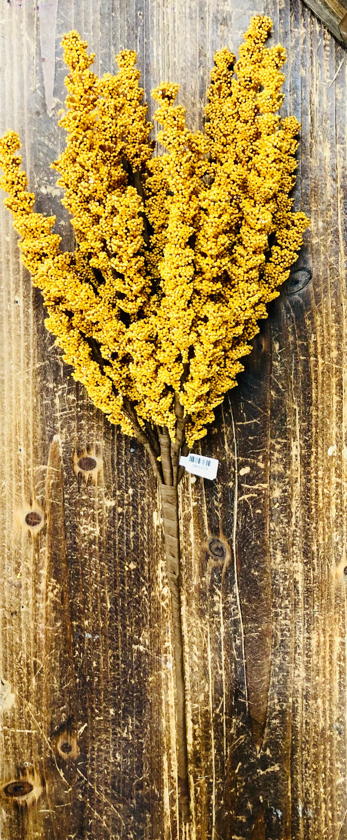 Praire Goldenrod Pick