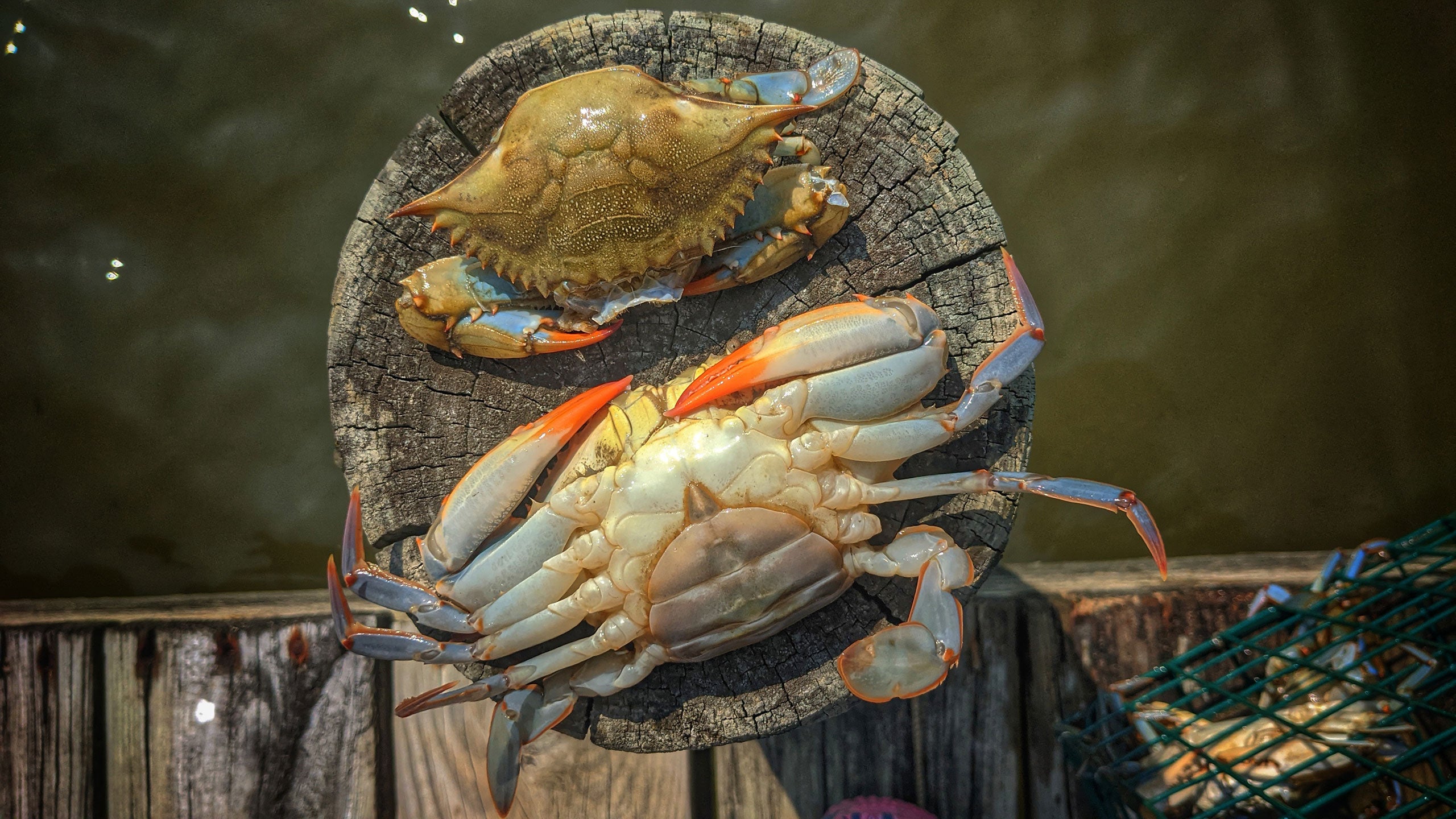 Crabbing - Bethpage Camp-Resort