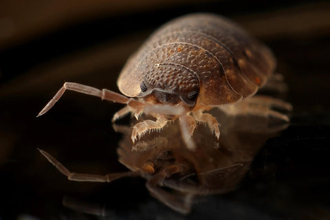 Bed Bug Insect