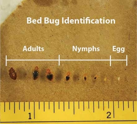 Bed Bug Identification