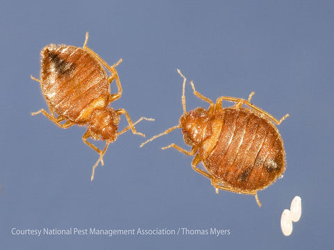 Two adult bed bugs next to one another with 2 white bed bug eggs in the lower right corner showing relative size difference.