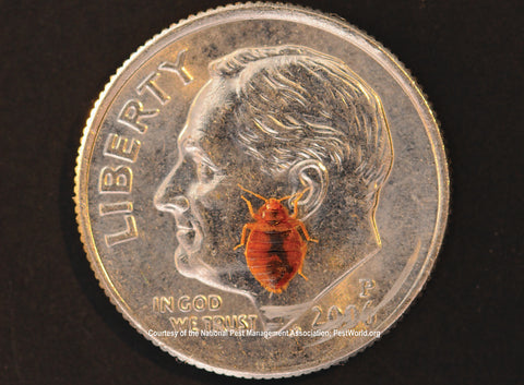 A bed bug on a dime shows the relative size which is that of an appleseed. Bed bug heat machines kill bed bugs.