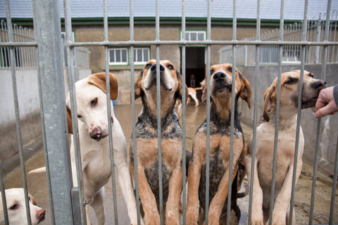 Dog kennel in Nebraska uses bed bug heat treatment equipment to kill flees and ticks