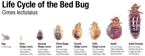 Life Cycle of a Bed Bug