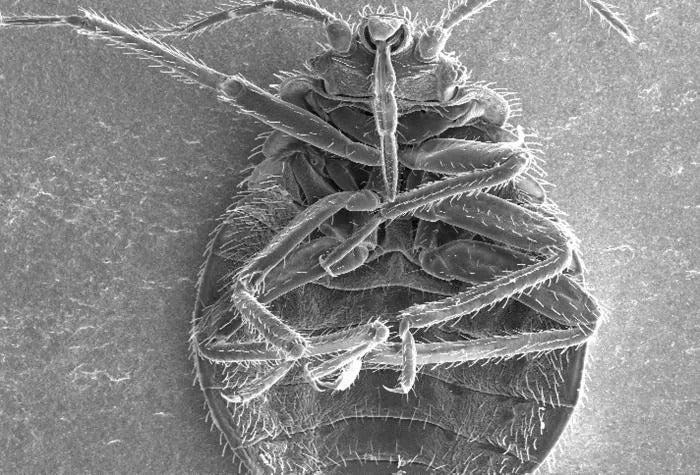 Bed Bug Proboscis Drinking Straw 