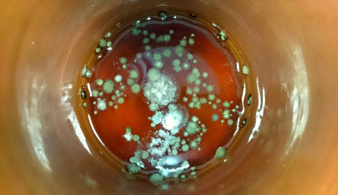 Mold Spores Growing In Petri Dish