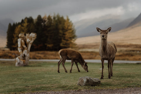 Red Deer Scotland Scottish Highlands Glencoe