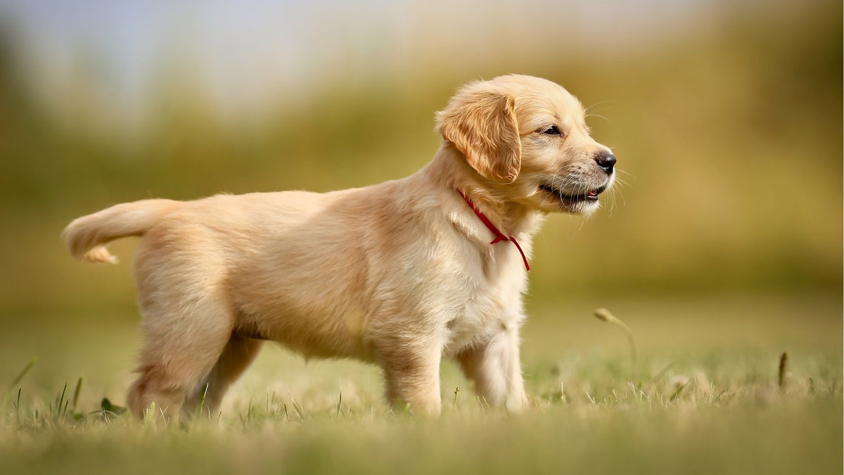 Essential puppy care for the healthiest start | YuMOVE