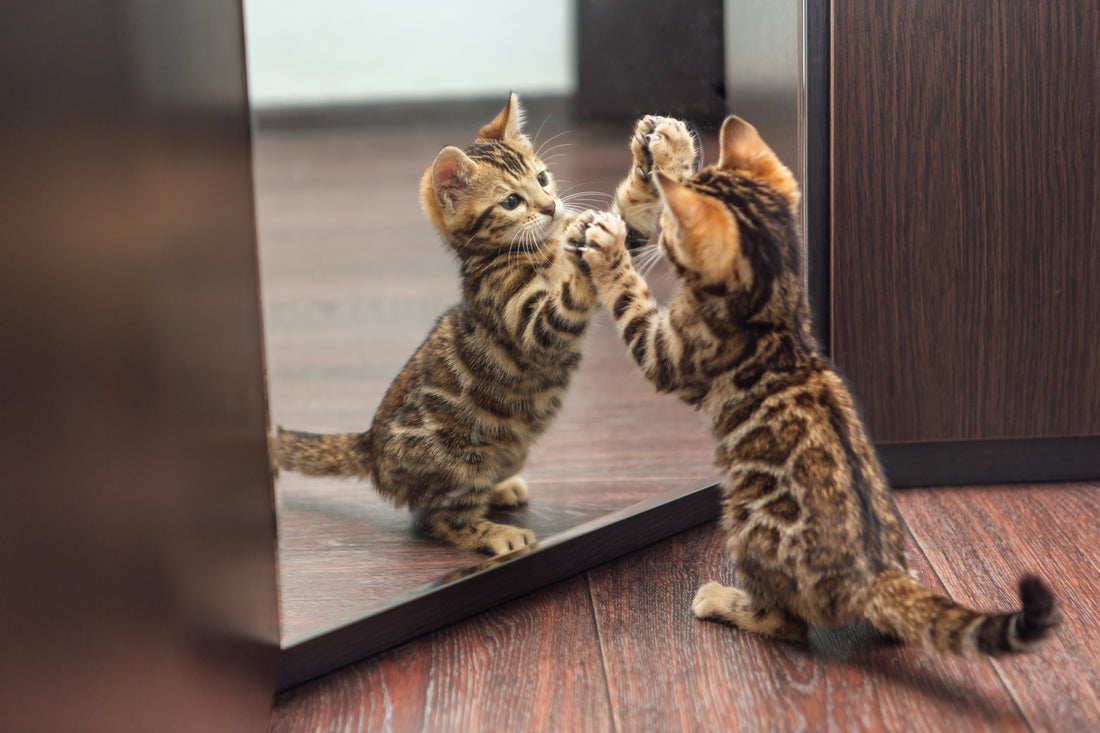 Pisica care se uită în oglindă atacând reflexia