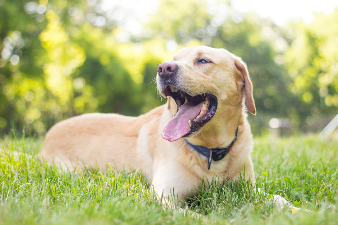 how to bad breath dog