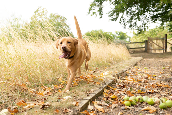 Labrador running down path with tongue out