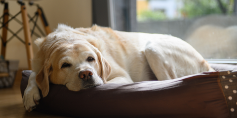 Labrador looking sad sleeping in bed