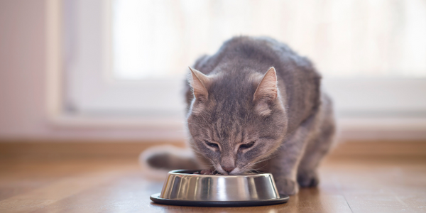 Tabby cat eating food