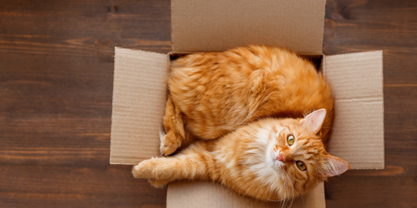 Ginger cat sitting in cardboard box looking up