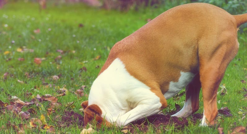 is it safe for dogs to eat moles