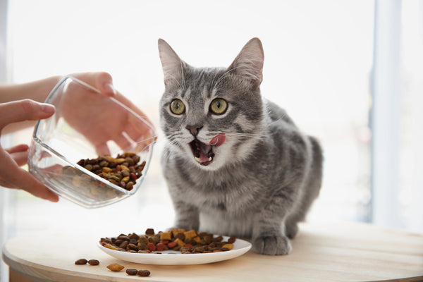 Cat eats food (with YuMOVE?)