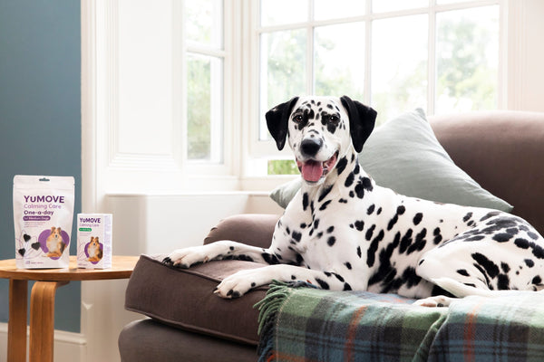 Dalmatian with YuMOVE Calming Care