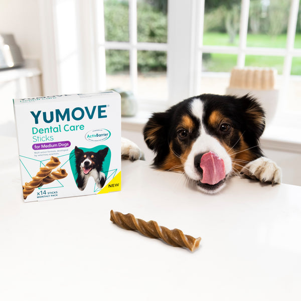 Dog licking lips with YuMOVE Dental Care Sticks