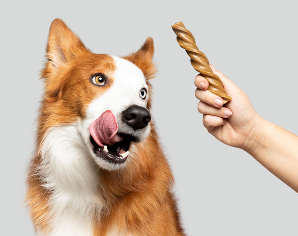Happy dog with YuMOVE dental stick