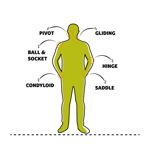 Diagram of human joints