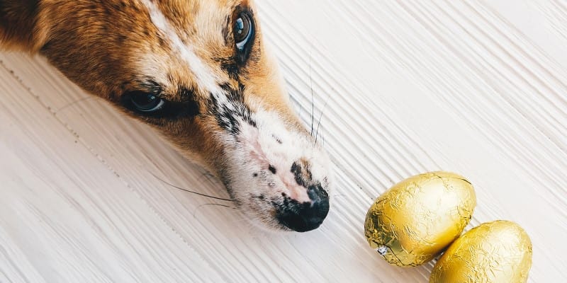 Dog nose near Easter chocolate