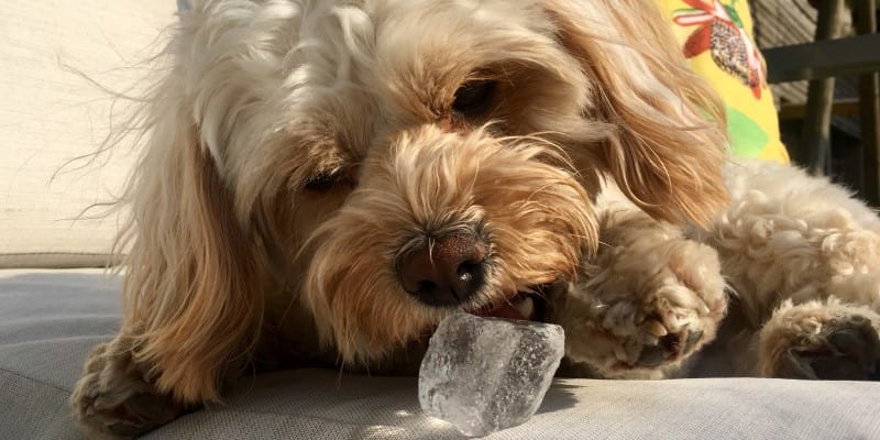 Cavapoo playing with ice cube