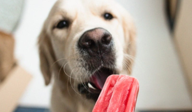 Labrador eating dog friendly homemade ice lolly
