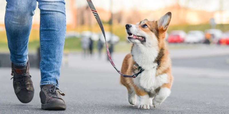 Corgi walking with lead