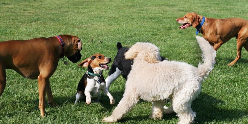 dogs playing in a field or park