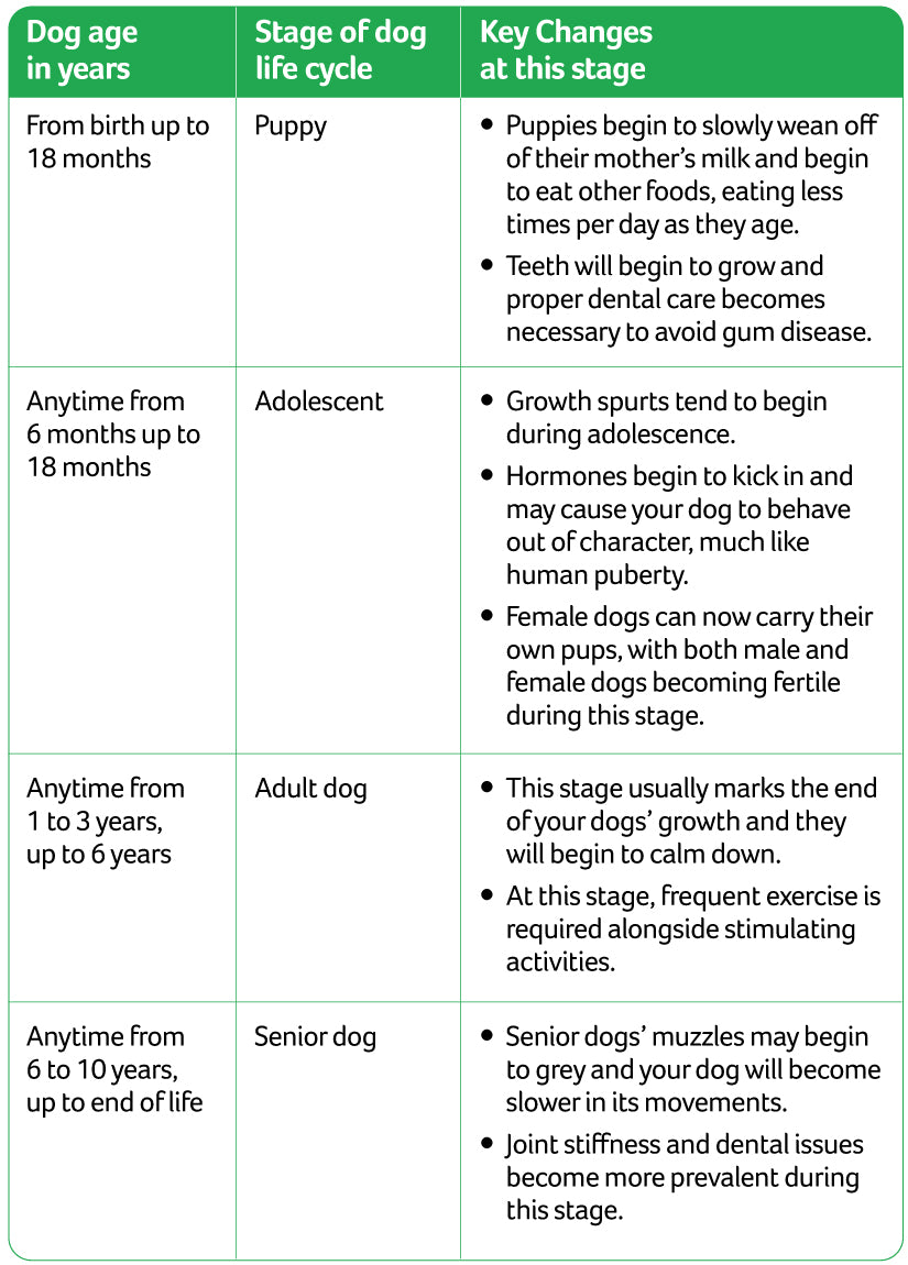 Dog life deals cycle age