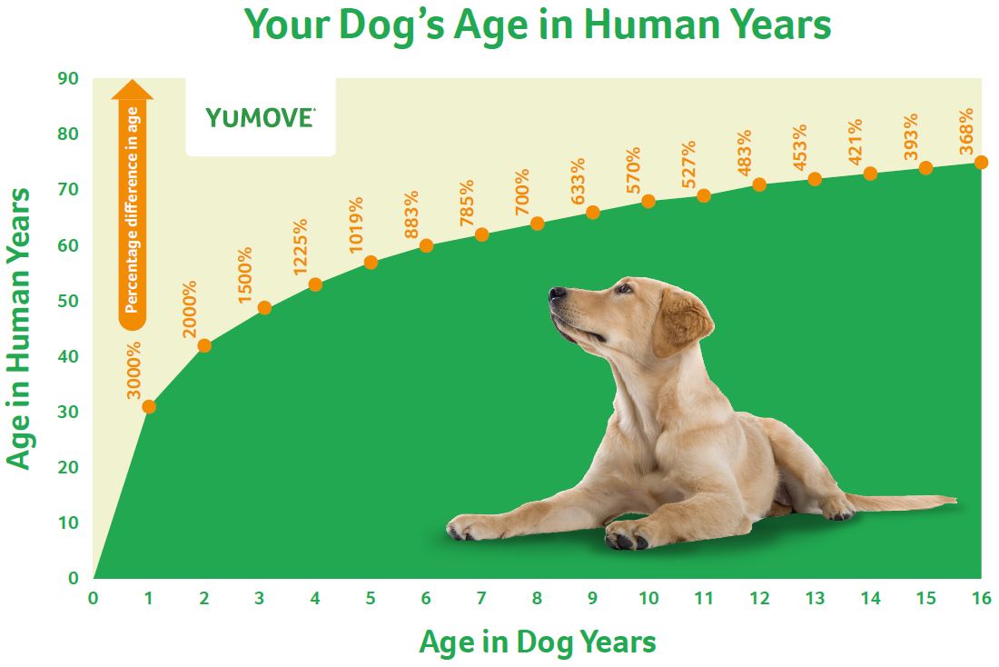 how long is one dog year