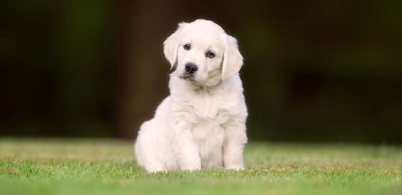 Labrador puppy sitting