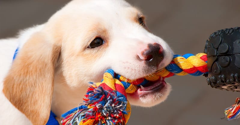 Labrador puppy playing tug of war