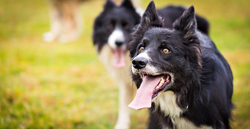 An out of breath collie