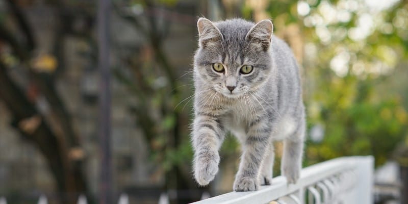 Cat walking across fence