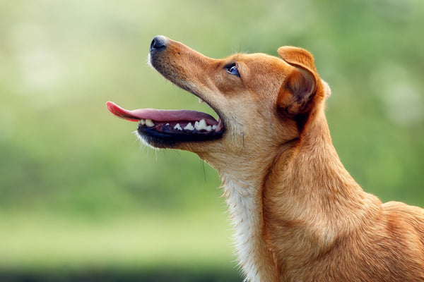 A happy dog with healthy teeth
