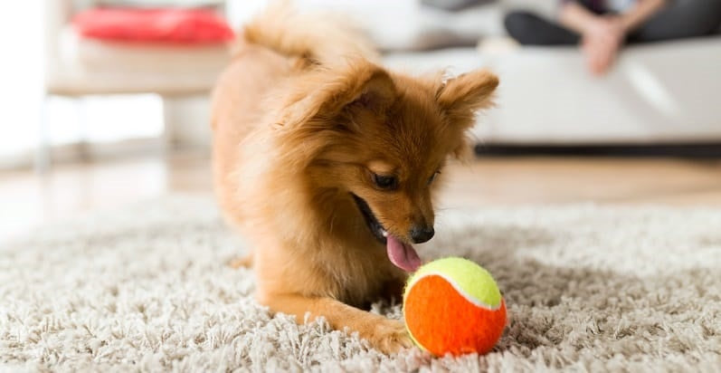 A Pomeranian playing with a ball