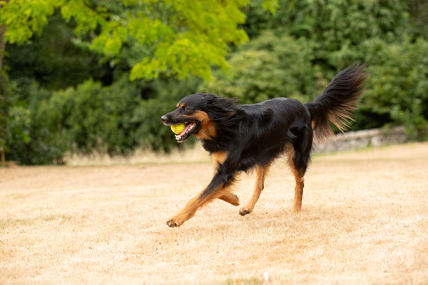 Black dog running with ball