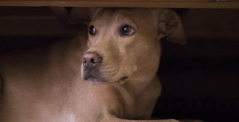 Dog hiding under a table