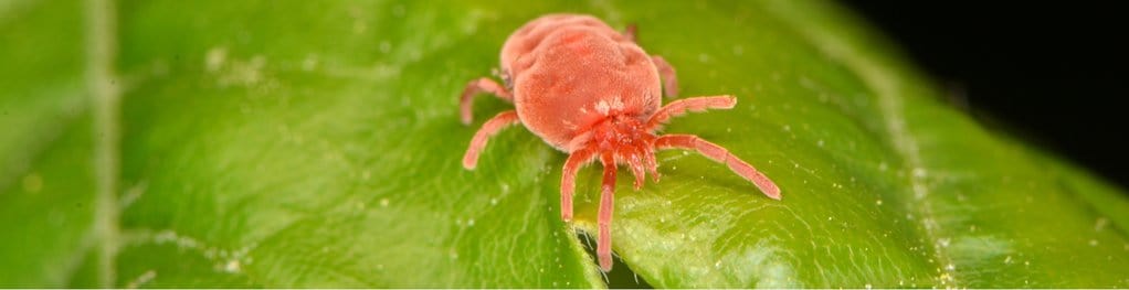 A harvest mite