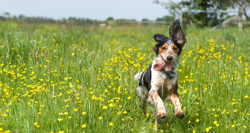 Dog frolicking in a meadow