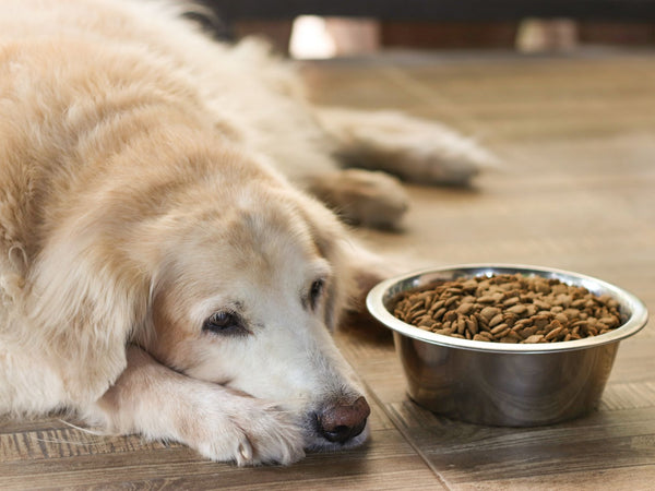 Older Golden Retriever laying down next to a bowl of dry food