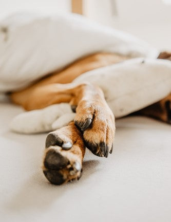 Apply a layer of balm to protect paw pads during winter.