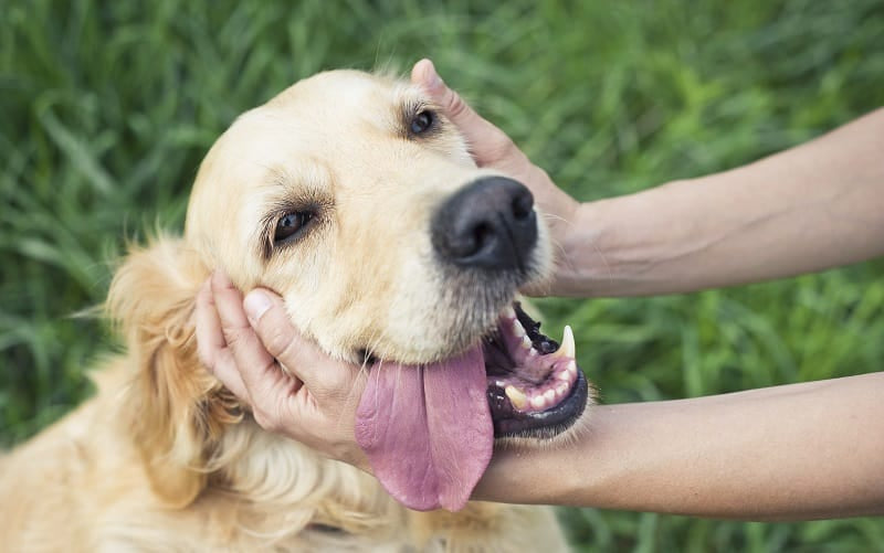 Stroking a retriever