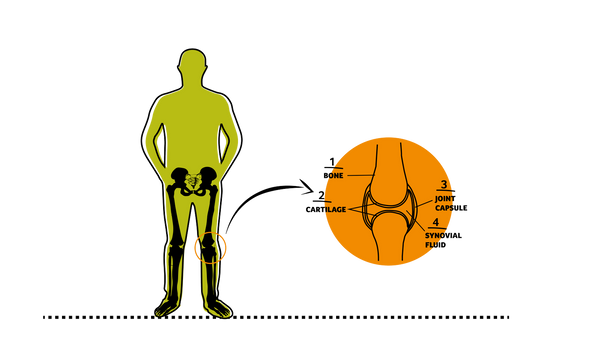 Human joints diagram