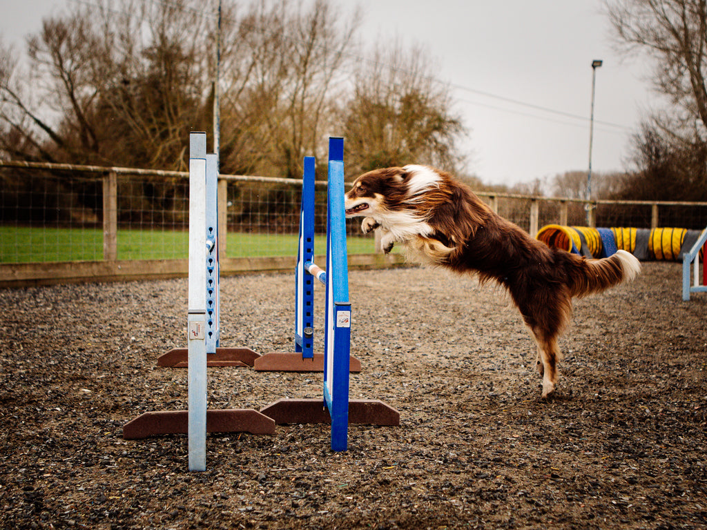 Dog agility course