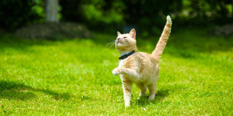 cat playing outside on grass