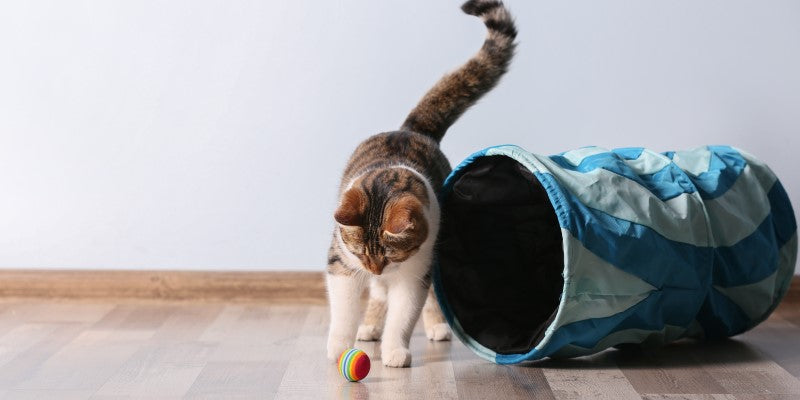 cat playing with a ball inside