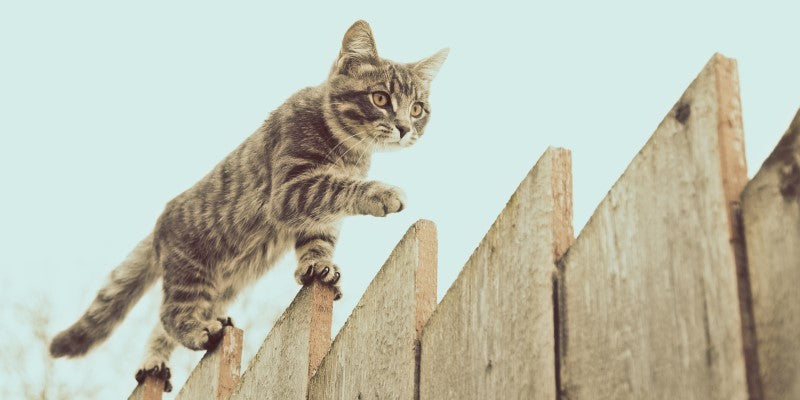 Cat walking along fence